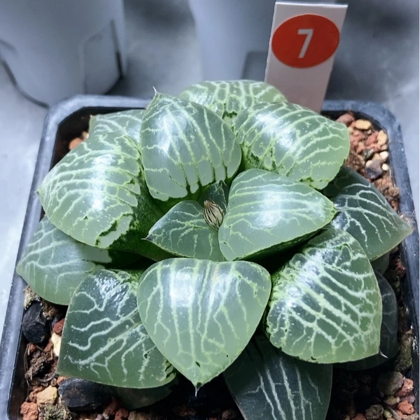 【闪购商品】水晶大7