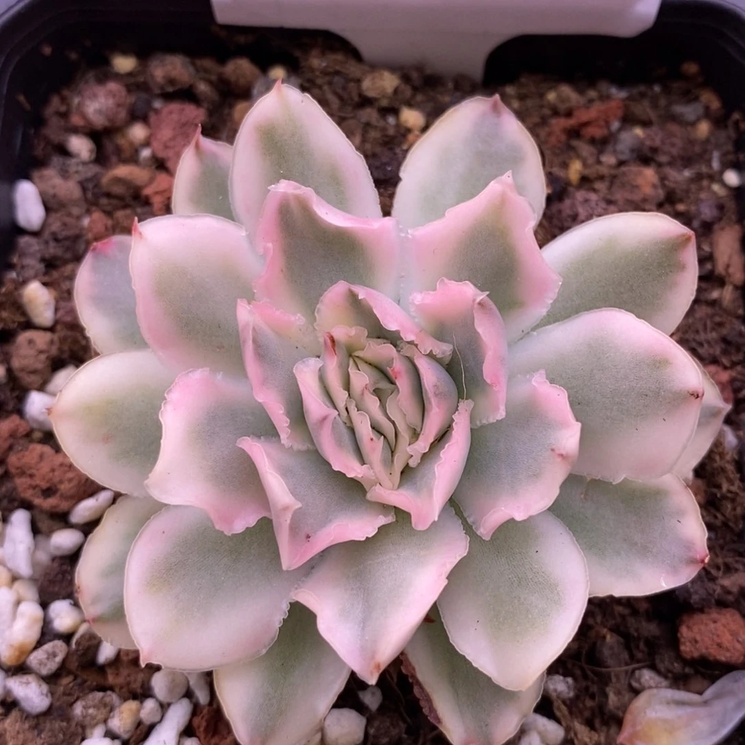 【闪购商品】31-26紫蝴蝶锦