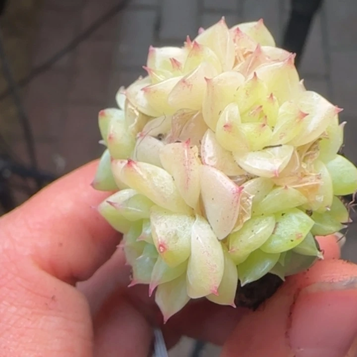 769号    麦秆群