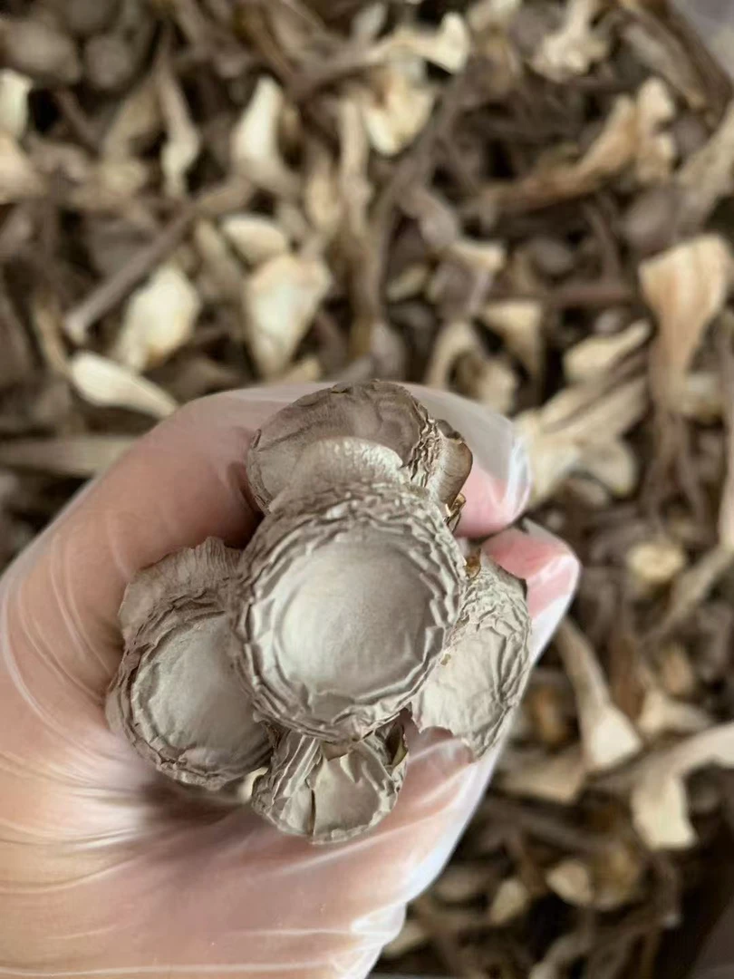 新鲜鹿茸菇/鹿茸菌云南特产煲汤脆拍