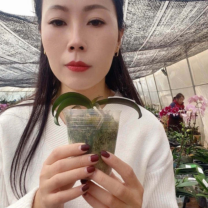 无花朵佛陀宝藏蝴蝶兰