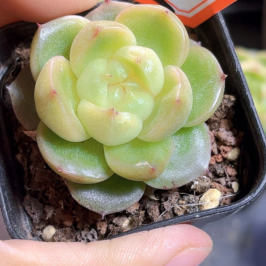 K599  玉玊。满18包邮