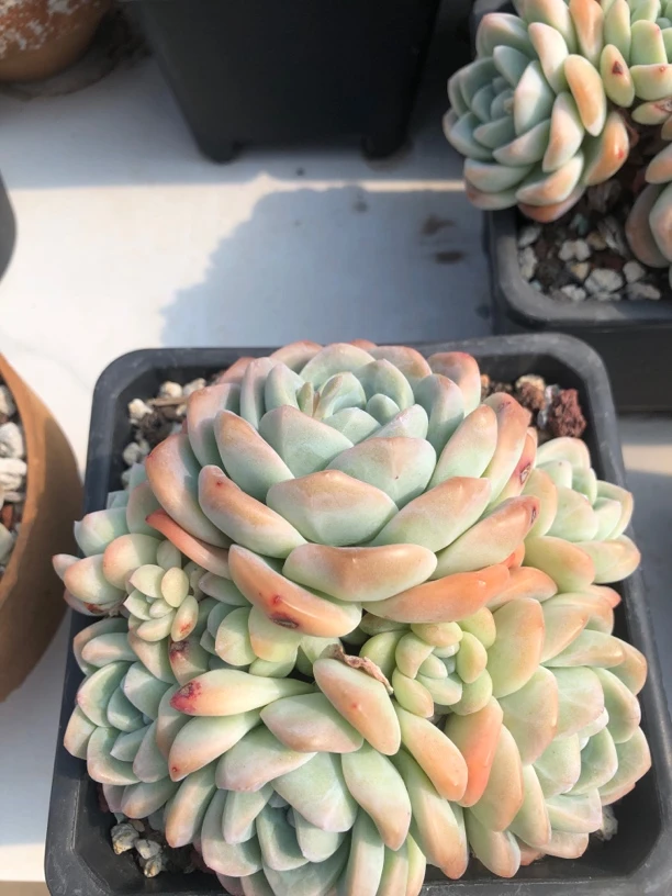 冰玉一颗无砍无掐