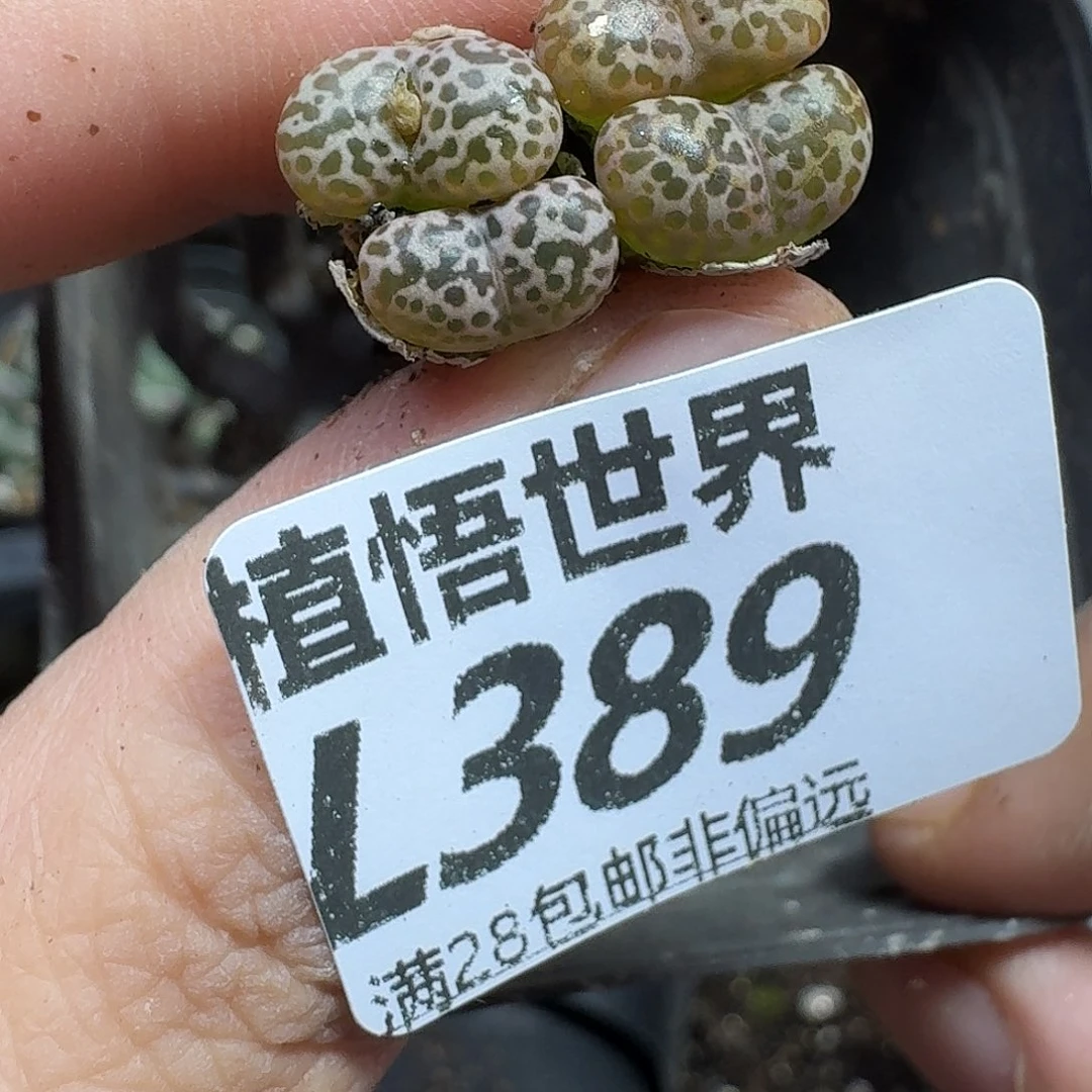多肉植物的任务fvb