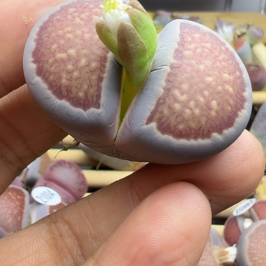 1022美菊11111111111111