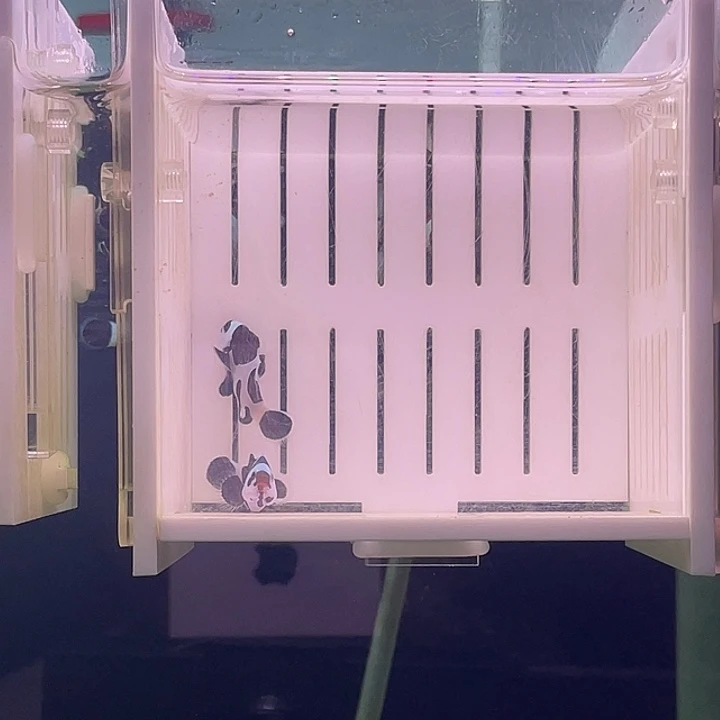 海水鱼精品熊猫一对