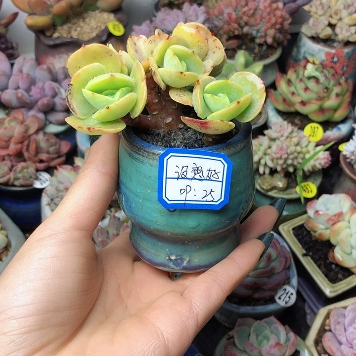 没想好     带盆