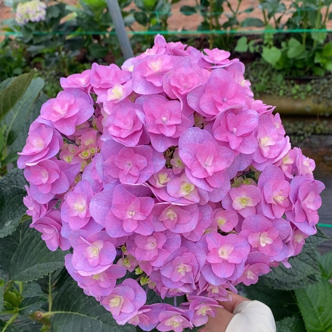 551号绣球/有色差介意勿拍（3单冷链包邮，偏远补运费发德邦）