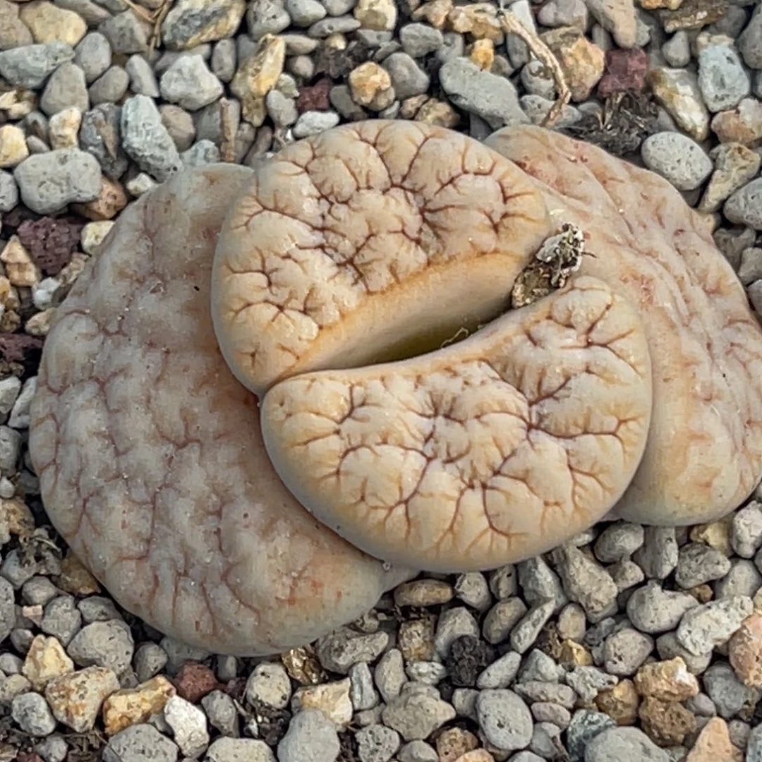 7368睫毛凹凸铁189一颗