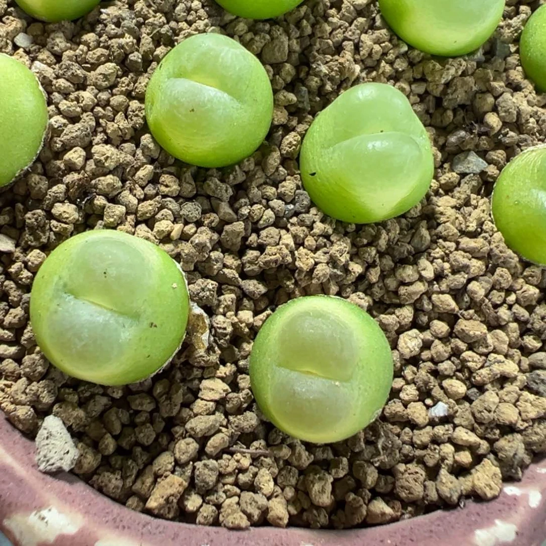 量拍拉登母本一颗。多肉