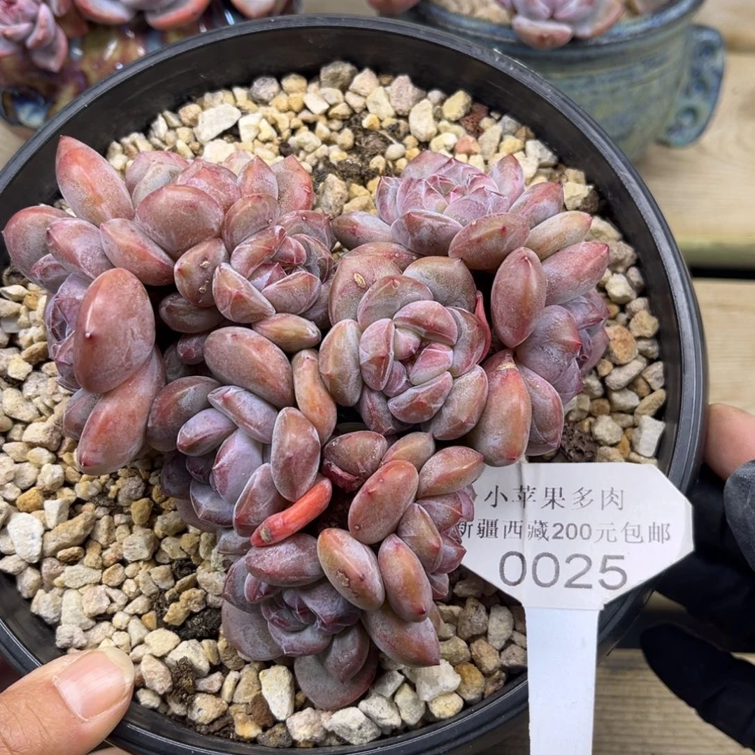 绿底紫心025/13cm10头