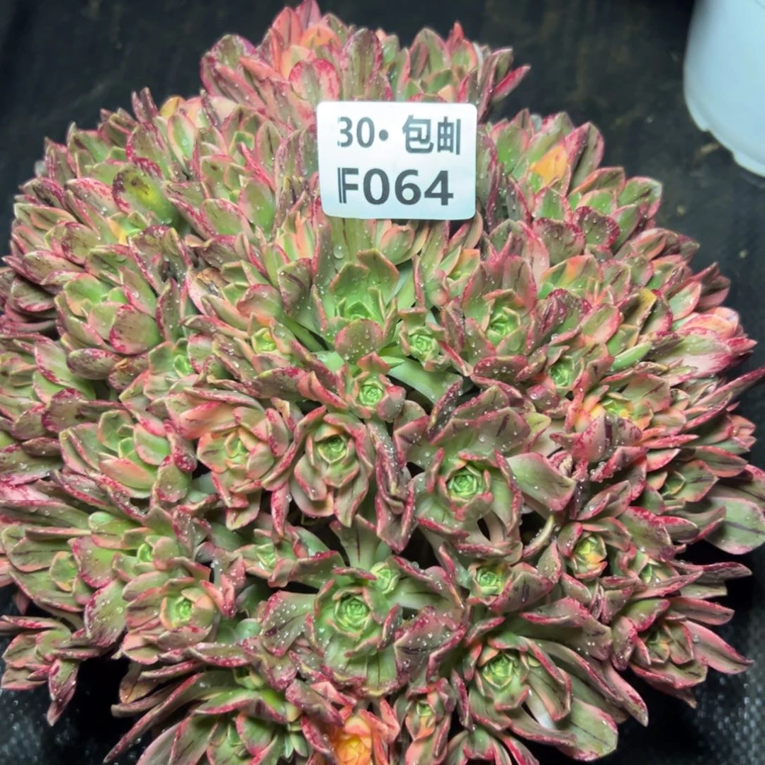 064甜茶满20包邮