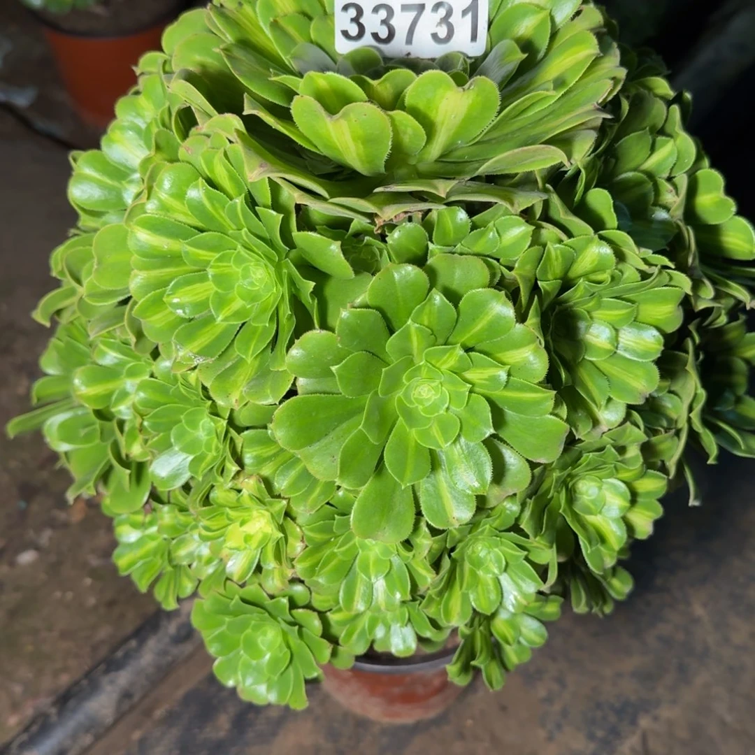 33731琉璃多肉植物