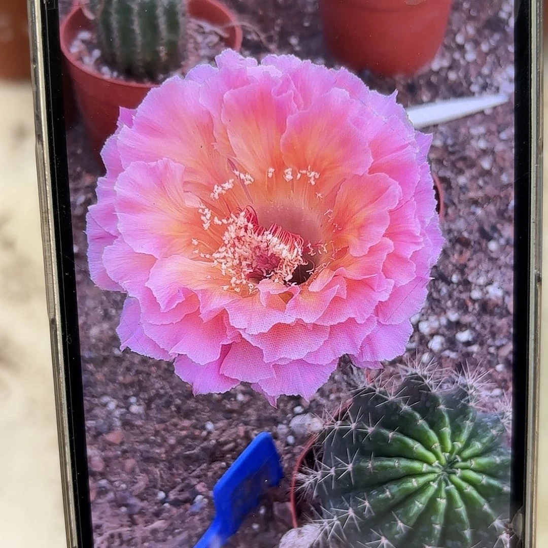 彩草青青青鸾火凤9-9.5公分