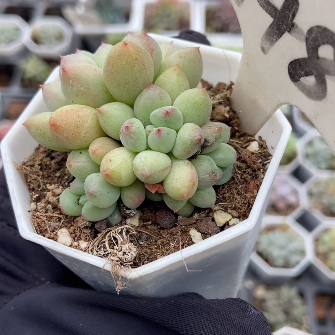948萤火虫多肉植物