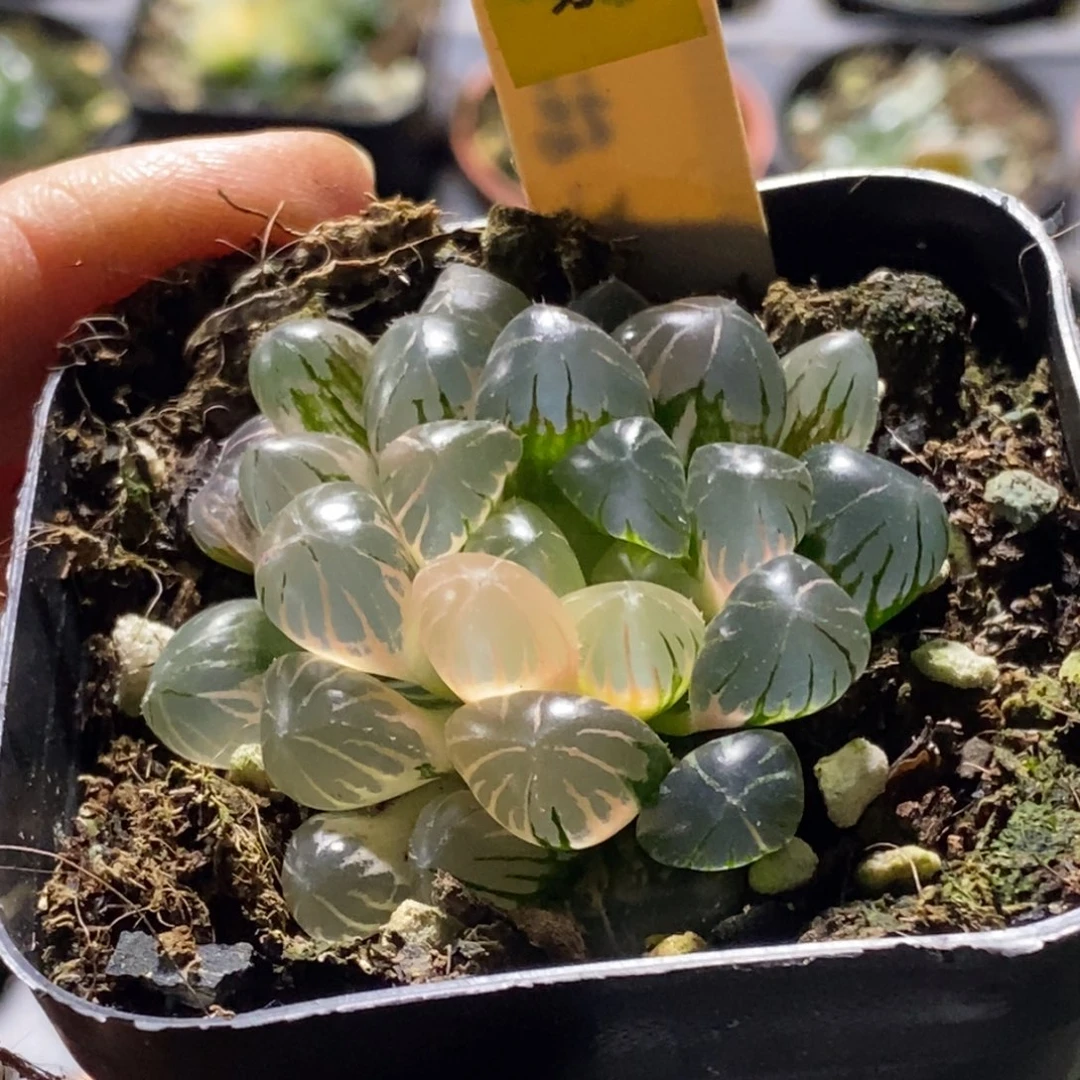 555号冰灯玉露锦玉露锦