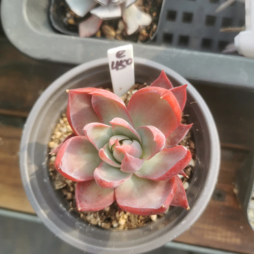 惊鸿仙子e450多肉