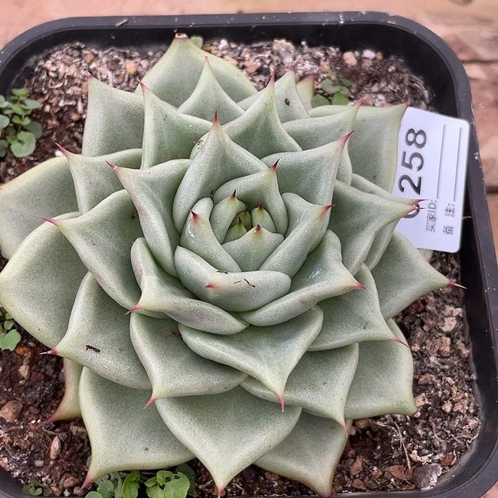 若如东云单拍C258