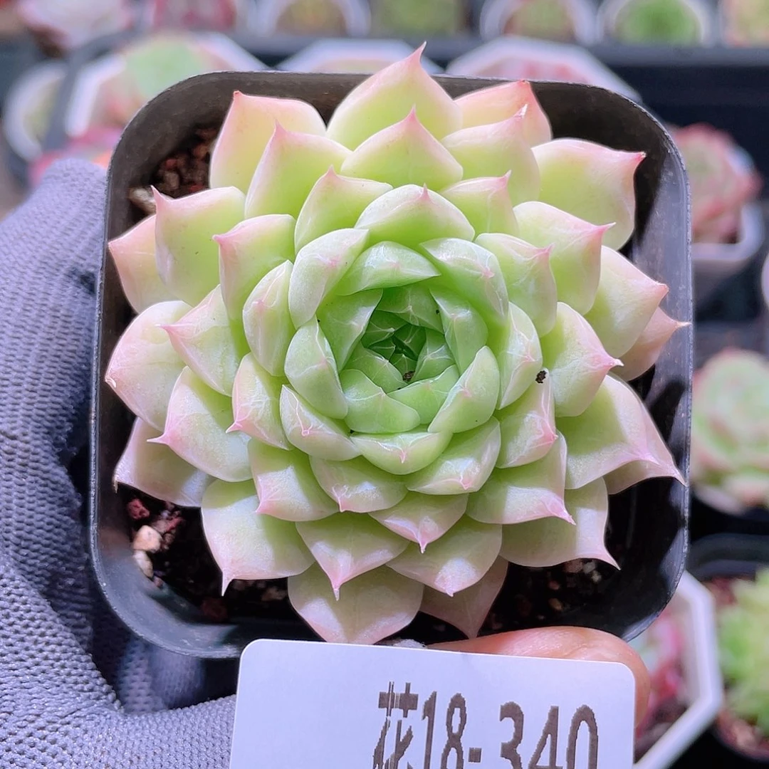 花利美18-340女王