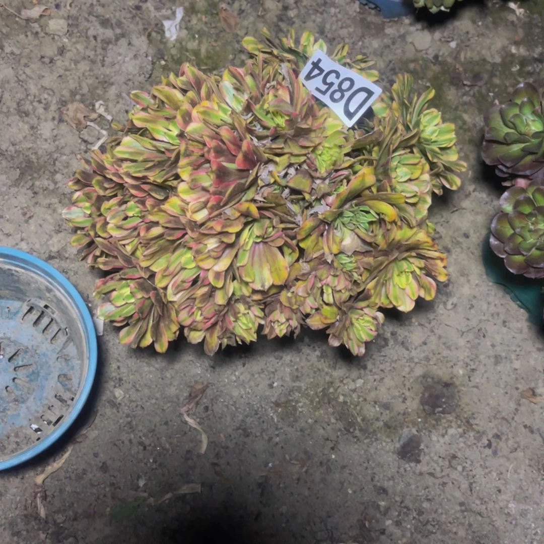 粉黛变异16//45包邮