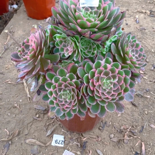 无花朵455多肉植物孔雀翎