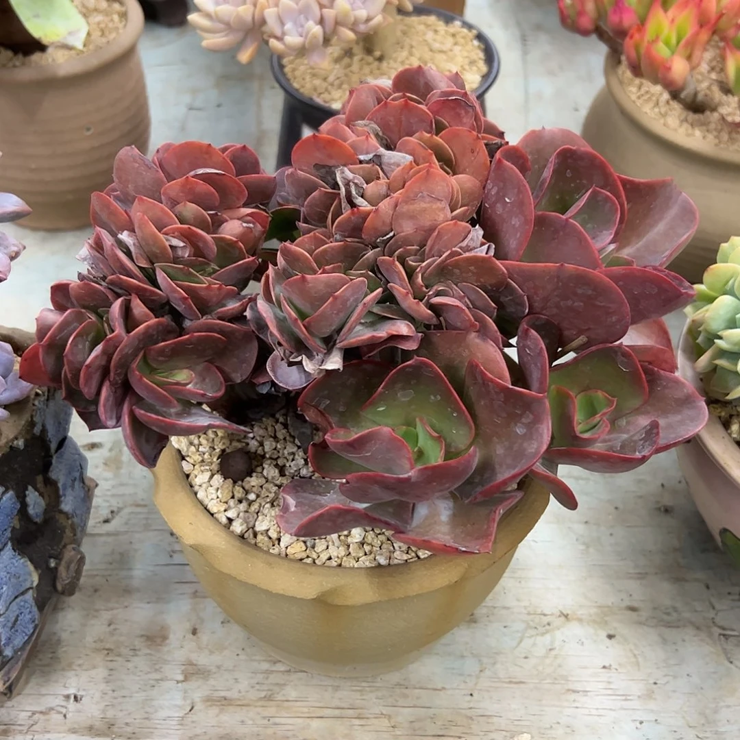 若涛28 零零多肉植物