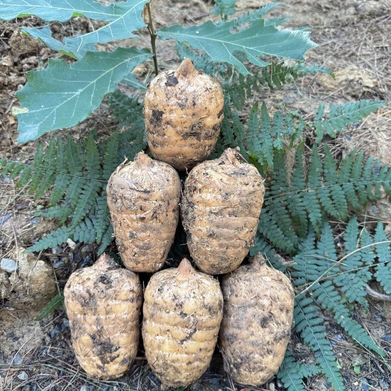 云南昭通小草坝纯天然仿野生种植新鲜天麻