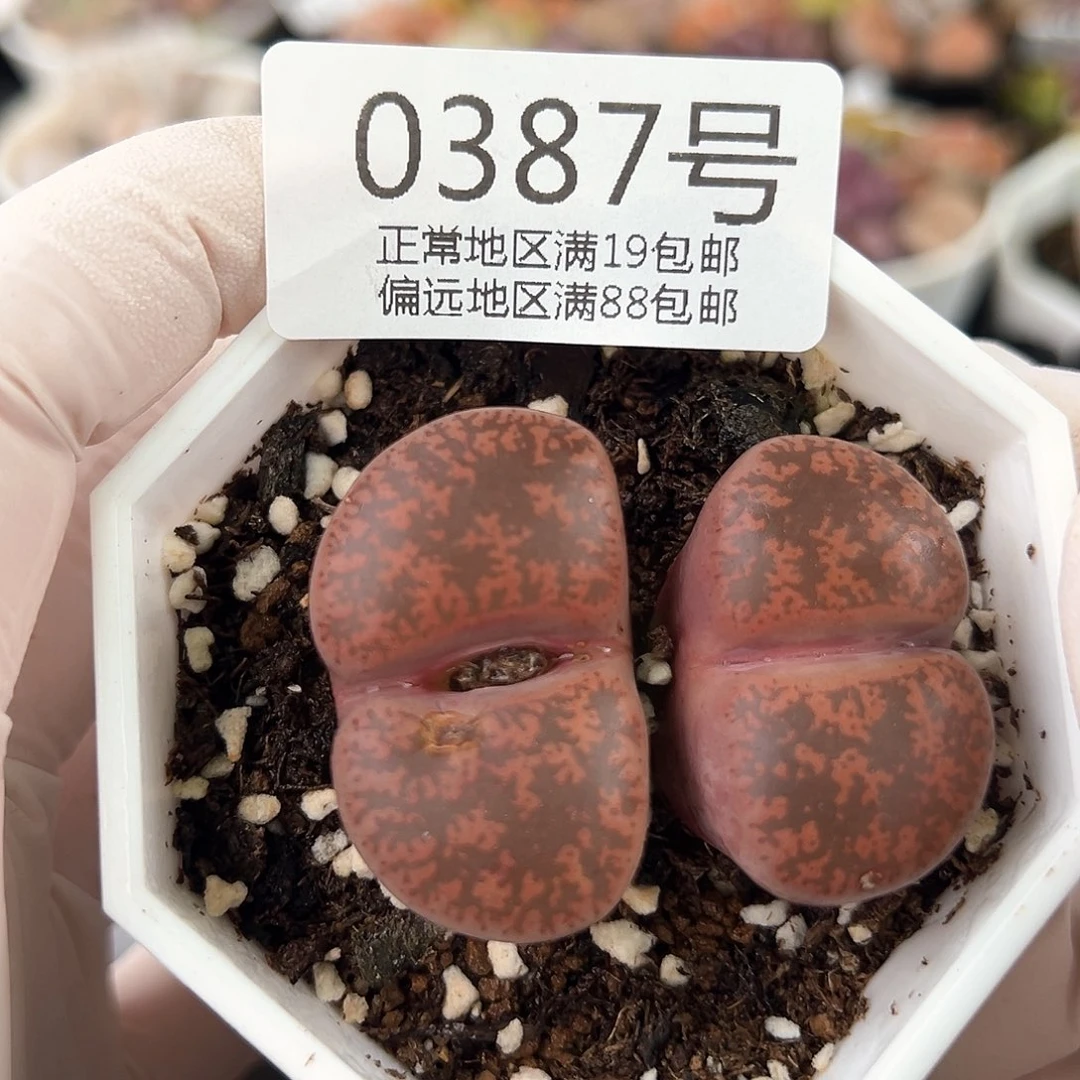 0387五年酒红有点老疤特价