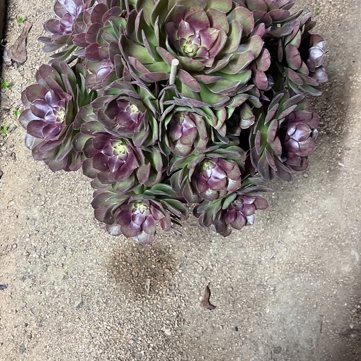 多肉植物红魔…………