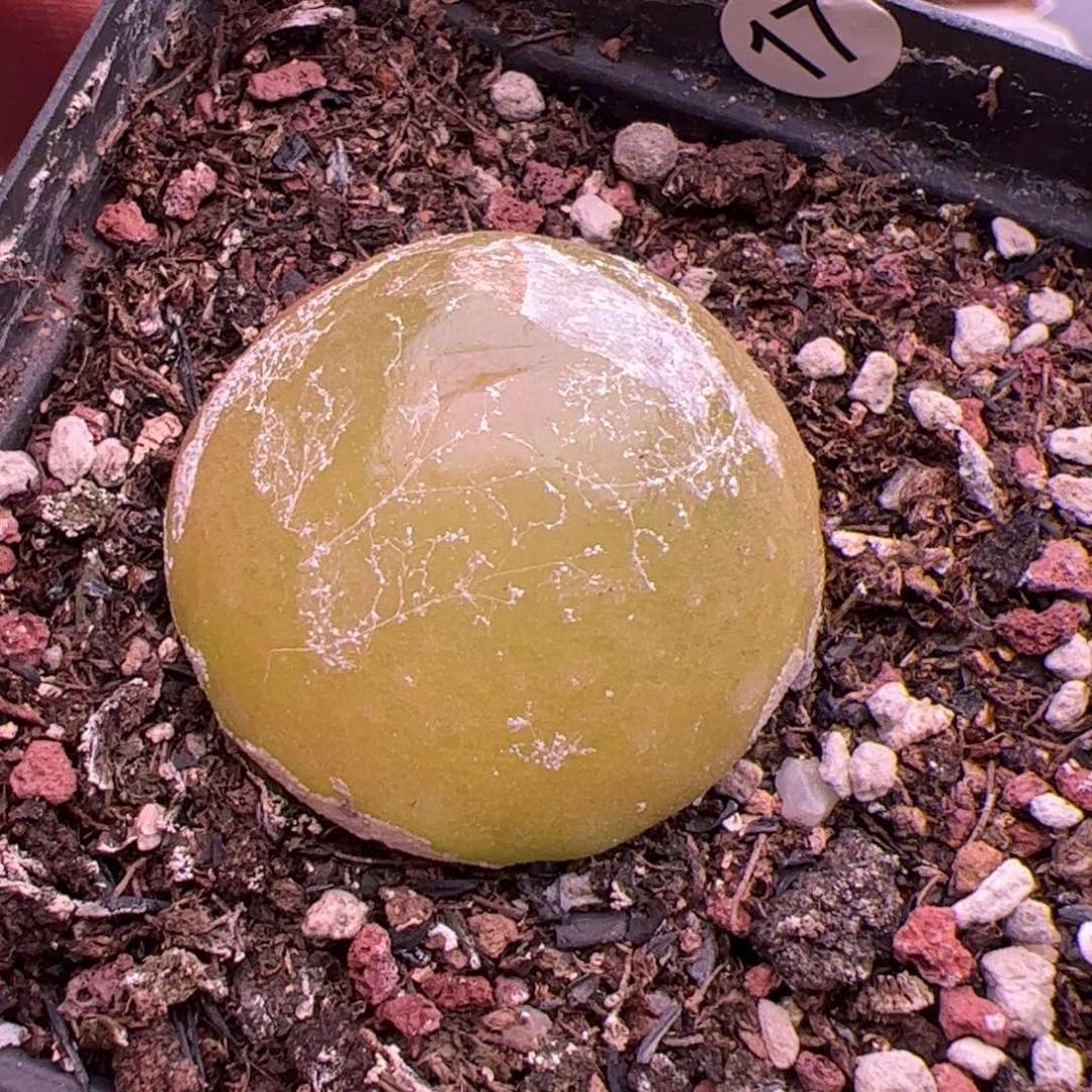 7.1大灯泡多肉植物17
