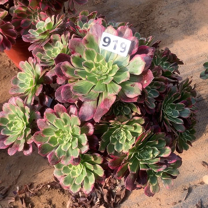 多肉植物水墨画919