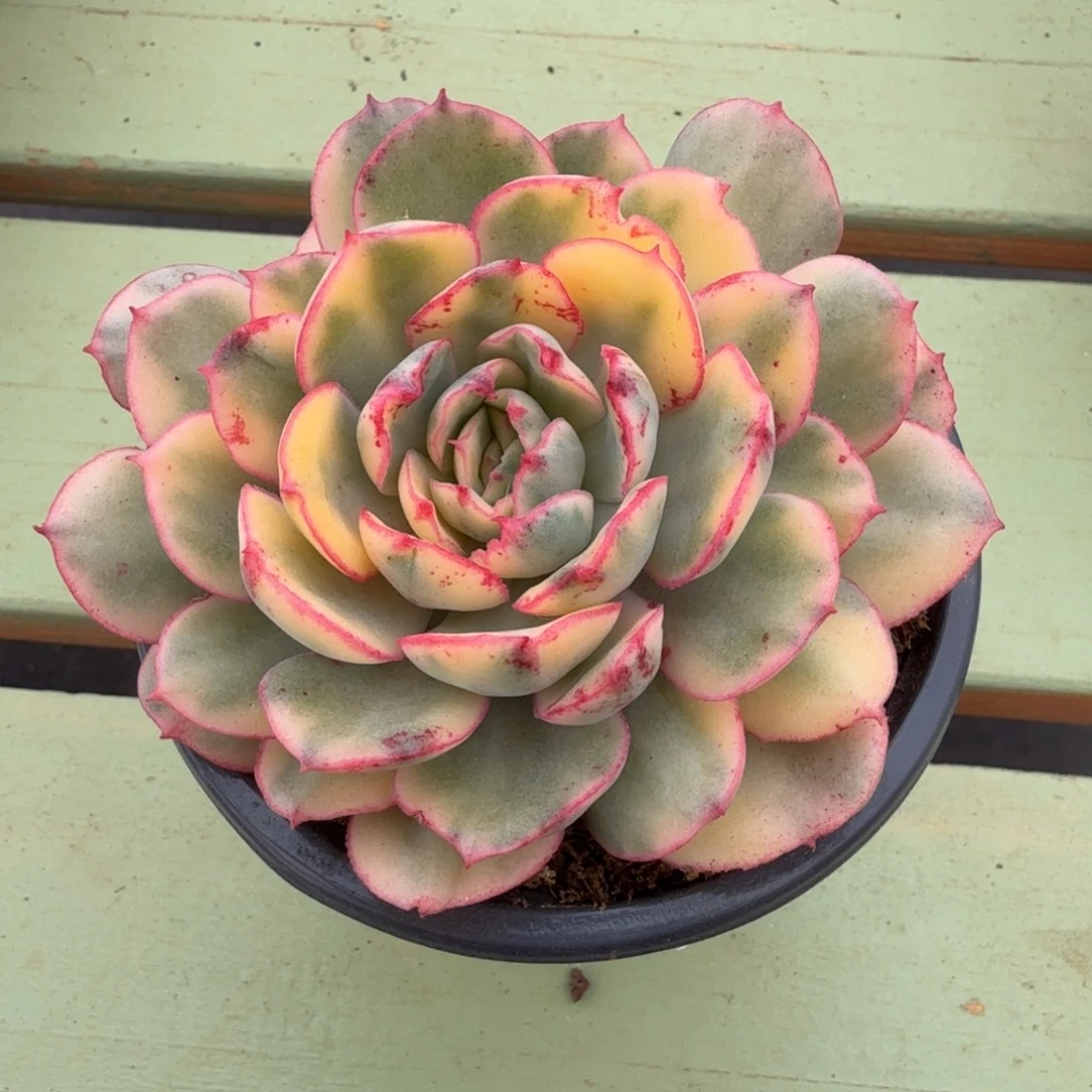 般若锦锦上园艺一物一拍