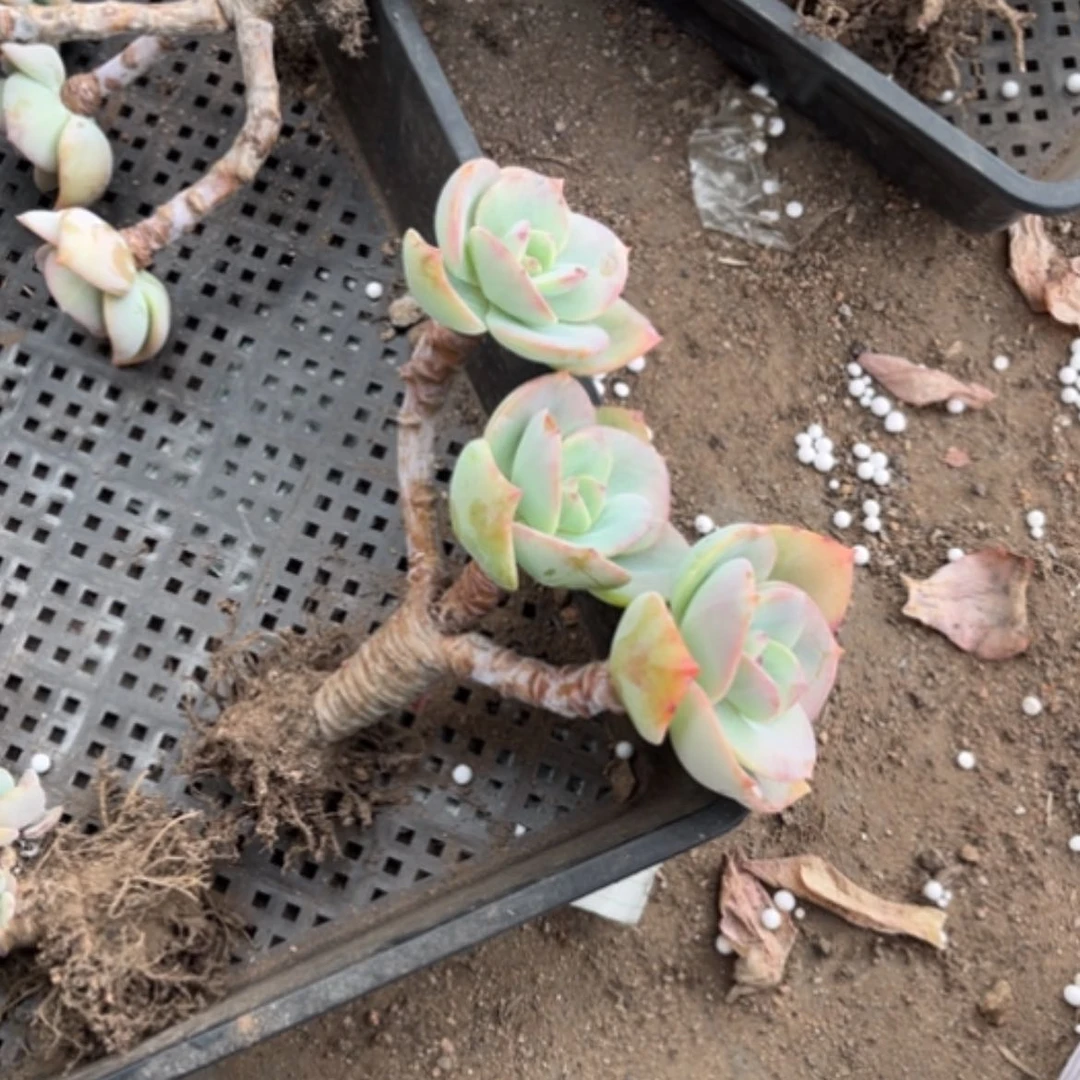 【闪购商品】静*白凤