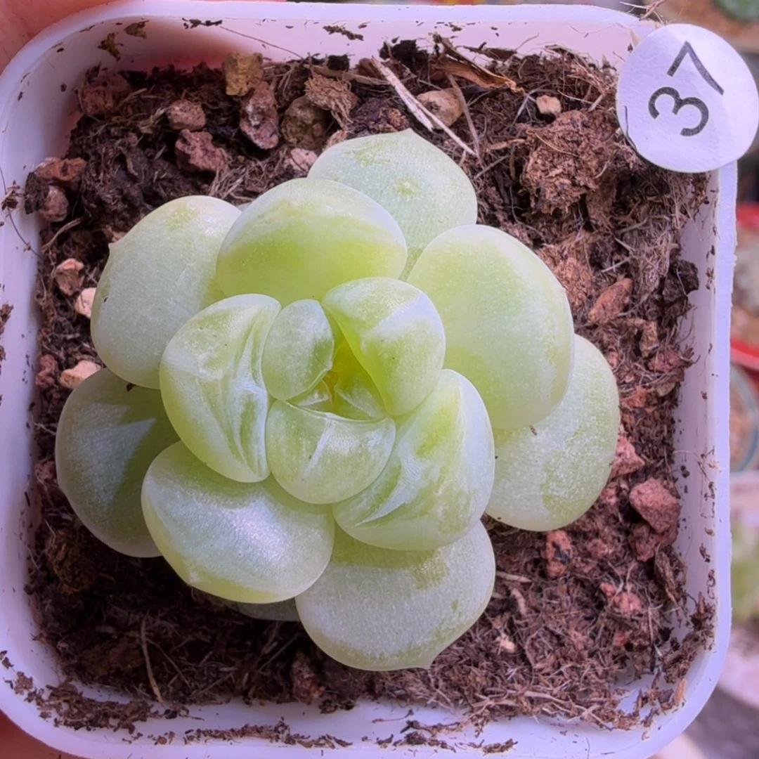 37号财富615一物一拍
