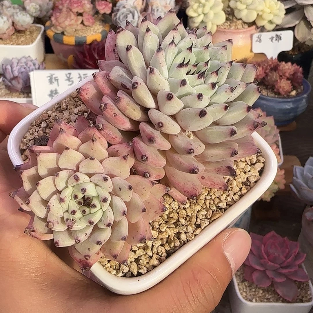 绿爪不带盆土发货