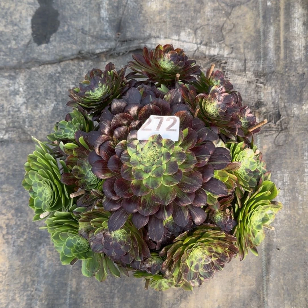 q****e272！莫兰迪法师多肉植物