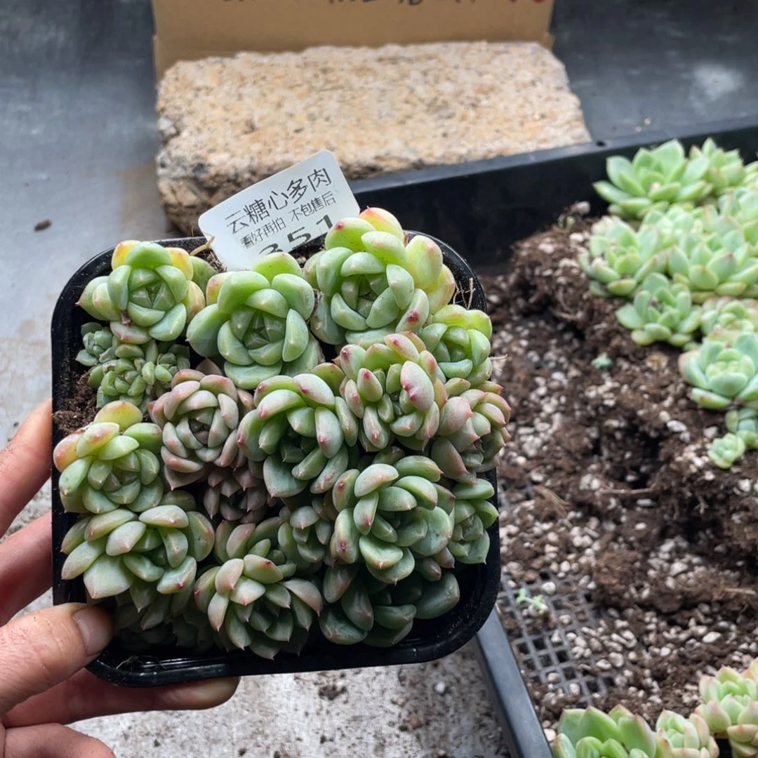 云糖心多肉植物351