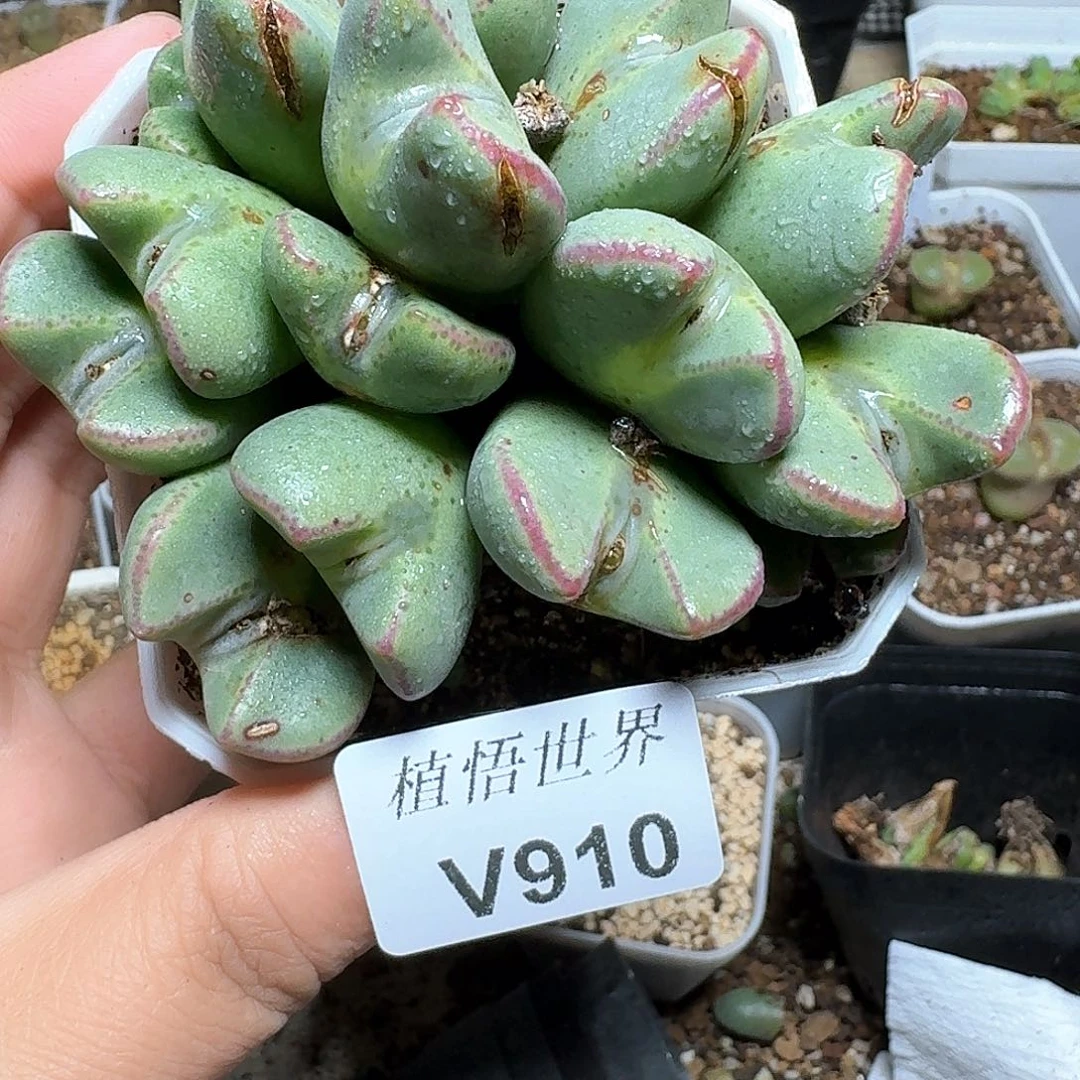 910盒多肉植物哇d c