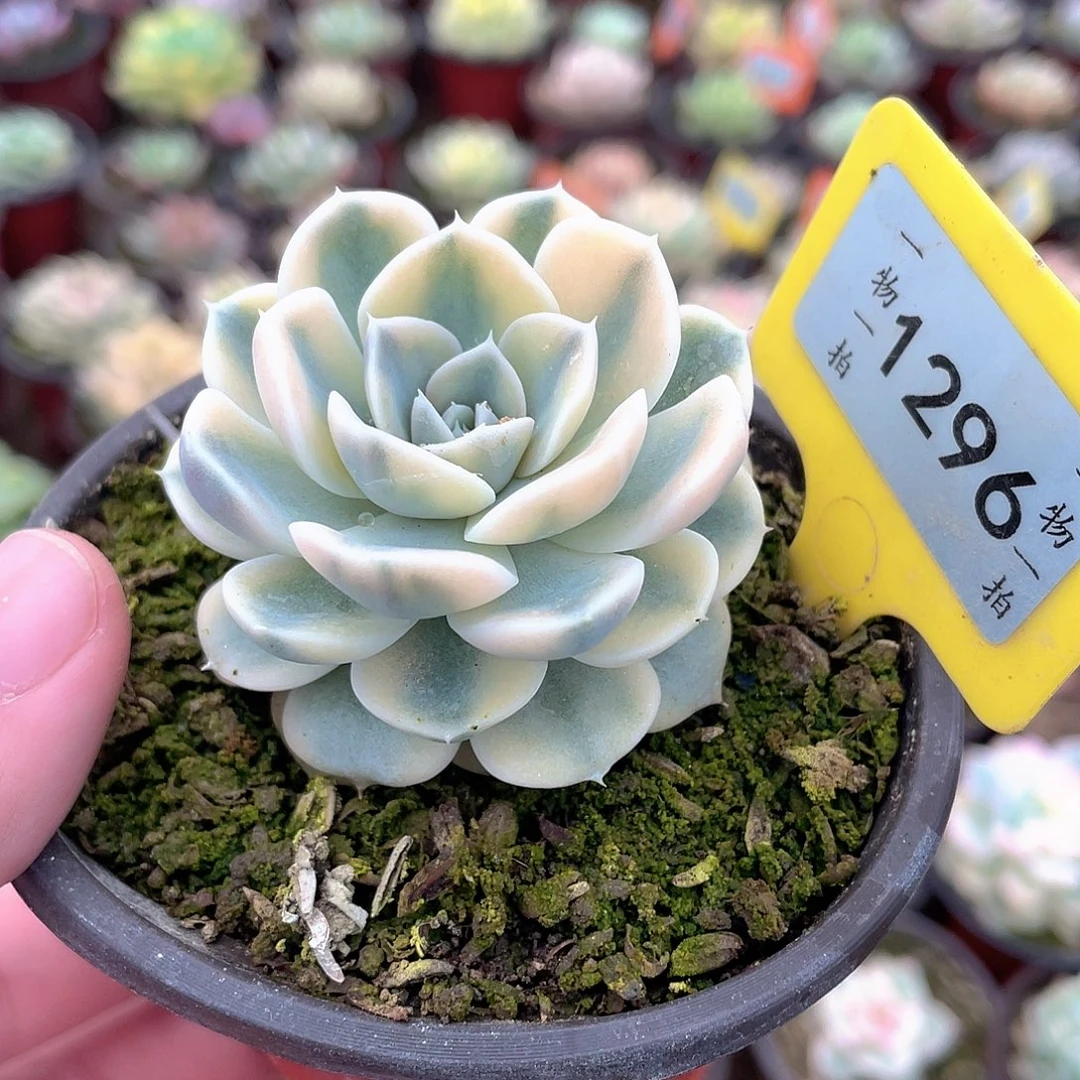 小汉堡锦1296号多肉