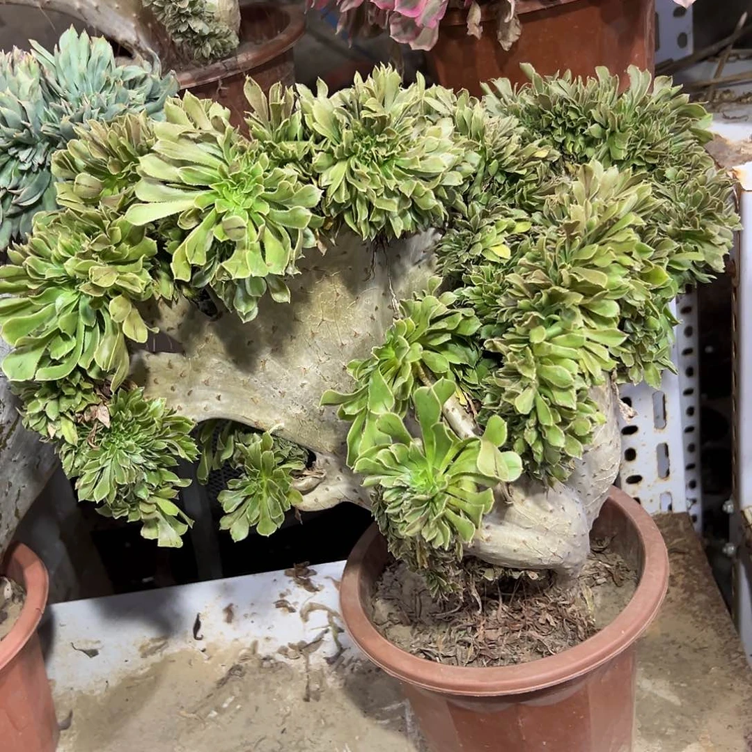 多180肉植物原始绿缀花