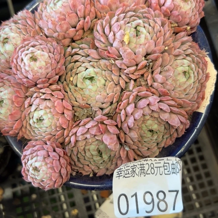 幸运儿是个好孩子幸运
