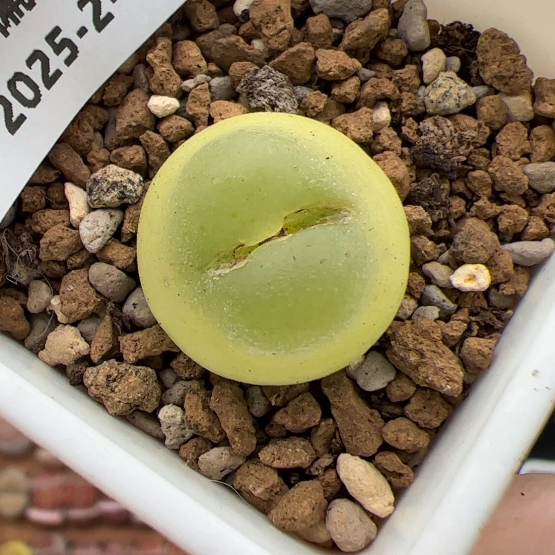 01082号拉登多肉植物