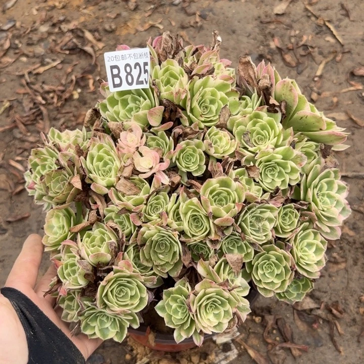 海王……多肉植物……