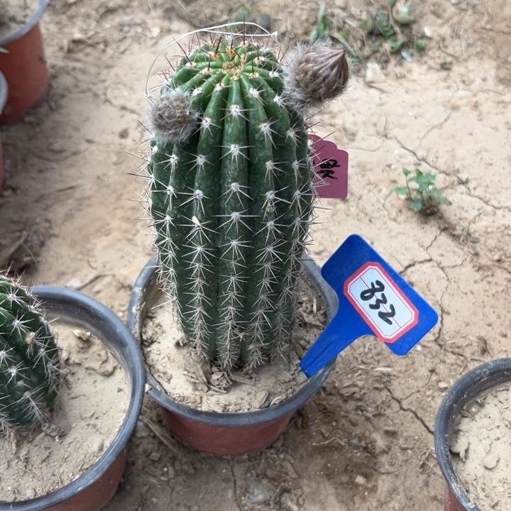 陌***?832。毛花柱立夏掉刺。