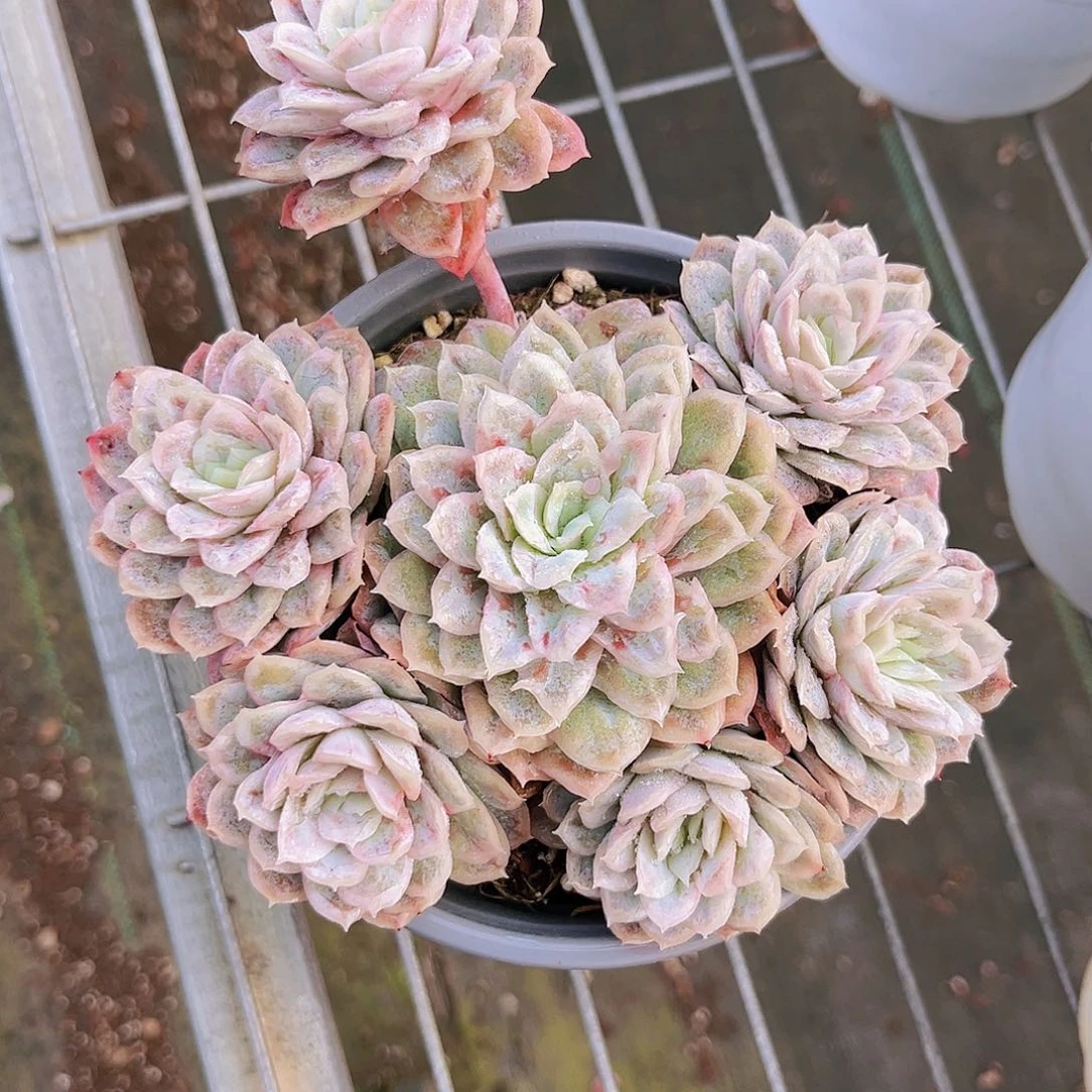 泡泡纱13.5公分9999999999