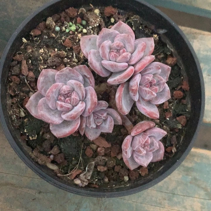 整装自然群5头小脸树