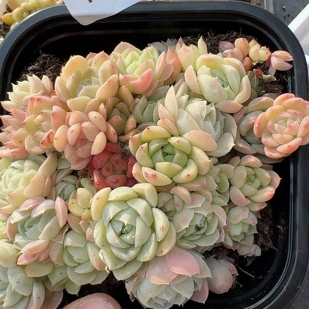 杂交新品珍妮多肉1516