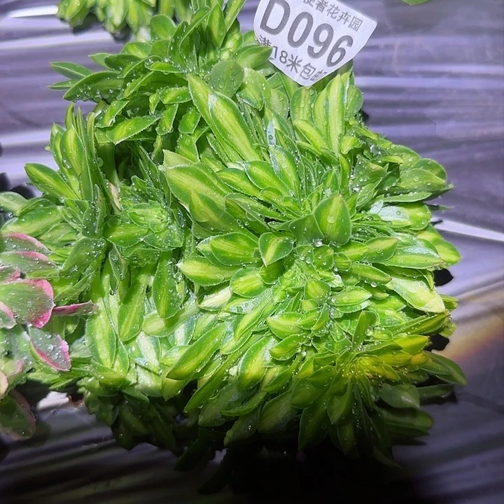 多肉法师翡翠琉璃