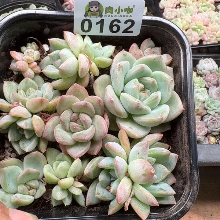 当前无花朵，栽培后可花朵多肉植物多肉植物