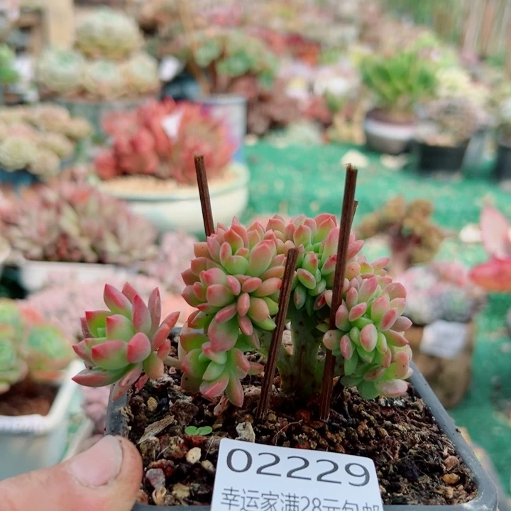 幸运儿的故事是在这一